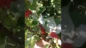 Летняя малина Феномен, Соколица