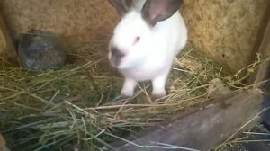 Как проверить сукрольность(беременность) крольчихи/мой метод проверки.