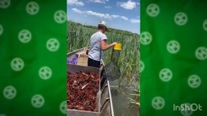 Рабочий день на раковой ферме