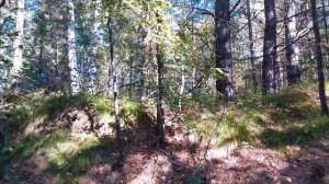 Опята 2020 / Где растут / Как искать / Тихая охота / Осенние опята