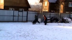 Шарго 22 мес. тестирование для охраны территории. Собака защите не обучена.