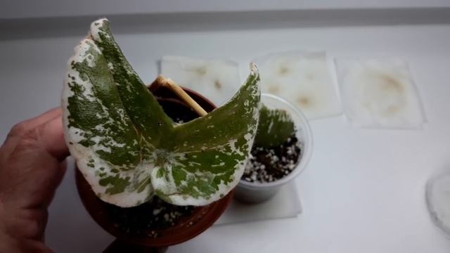 Залили лист (фрагмент) фиалки при посадке? Это поправимо! смотреть онлайн