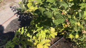 Малина Золотая Зюгана на жаре 30+.