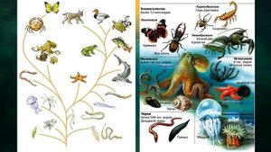 "Разнообразие мира животных фауны", Окружающий мир 3 класс ч.1, с.97-98, Школа XXI век.