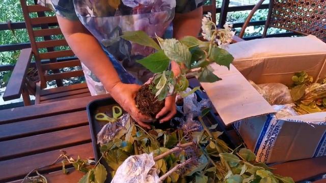 Посылка с растюхами из Сочи шла 8 дней. Как и какие растения перенесли такое длинное путешествие? смотреть онлайн