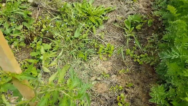 Собираем первый урожай огурцов! Обзор ОГОРОДА на стройке, 20 июня 2020 смотреть онлайн