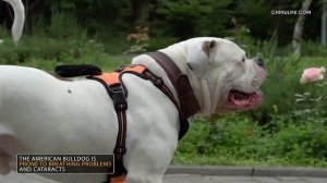 American Bulldog vs Pitbull - Full Comparison