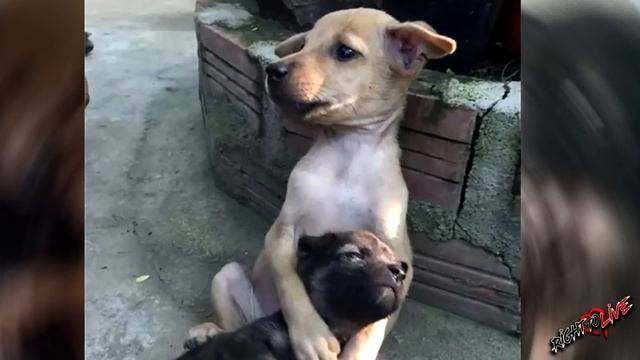 Все думали, что милые щенки просто обнимаются, а на самом деле с ними жестоко… смотреть онлайн