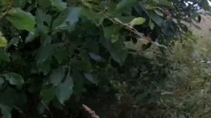 Открытие на полевую дичь 2021. Охота с русским спаниелем.