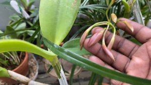 AN ORCHID A DAY EP 281 CATTLEYA GUATEMALENSIS BLOOMS
