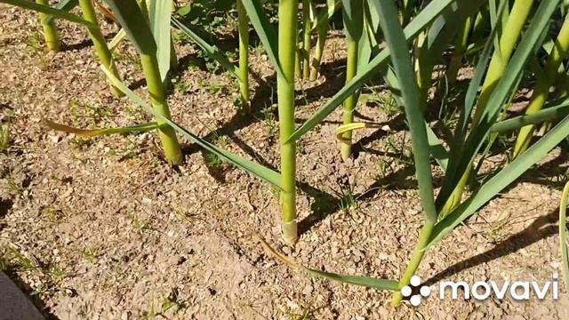 Дача#Жара#Июнь смотреть онлайн