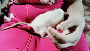 Beige rat