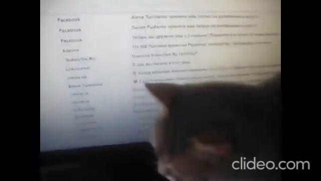 Вещи на балконе. Коты. Фарш и супнаборы. Суп и плавленные сырки с чесноком. Рецепт домашней ветчины