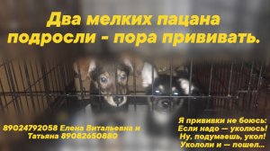 Два мелких пацана подросли - пора домой! Только вот прививок у них нет, нужна помощь!