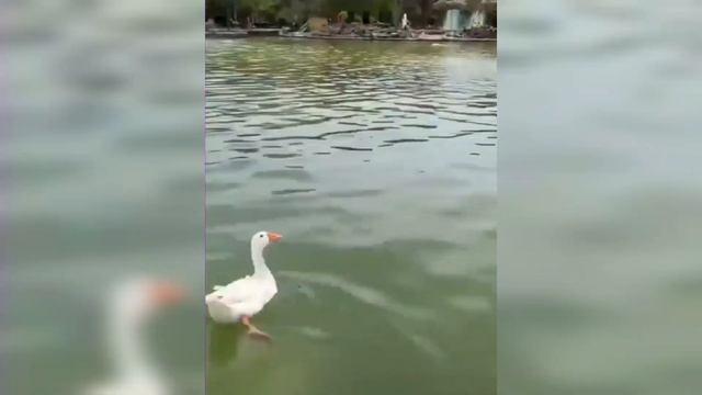 ЛЕДИ ДИАНА ТЕПЕР ЖИВЁТ В СЕМЬЕ КИРИЛЛА! ШОК! смотреть онлайн