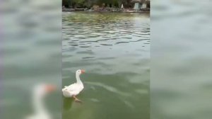 ЛЕДИ ДИАНА ТЕПЕР ЖИВЁТ В СЕМЬЕ КИРИЛЛА! ШОК!