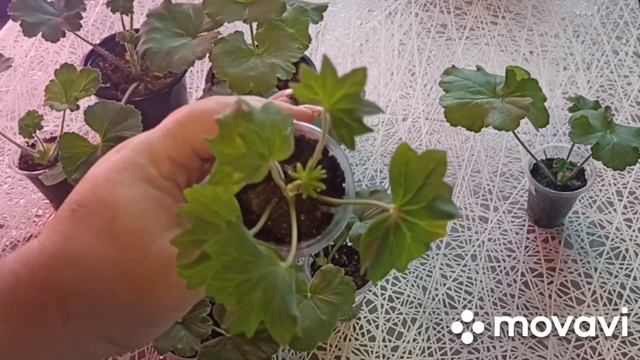 ВНИМАНИЕ!!! ПЕЛАРГОНИИ НА ПРОДАЖУ!!! ВАЦАП ДЛЯ ЗАКАЗА 8-915-245-81-59 ПИСЬМЕННО смотреть онлайн