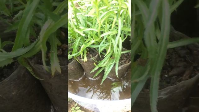 Тысячелистник ПТАРМИКА (черенкование)24.06.23 способы выращивания и размножения смотреть онлайн