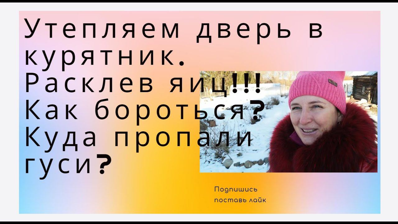 Расклев яиц. Утепляем дверь в курятник. Гуси пропали