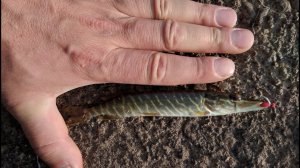 Мелкая щучка и окунь на ультралайт. На разведку на разрез. Карпинск