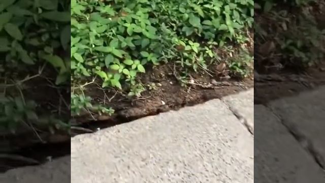 Ядовитые змеи и пауки на Самуи. смотреть онлайн