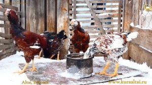 Орловские куры, Породы кур, Russian Orloff #Chickens #Roosters_sing #петухи