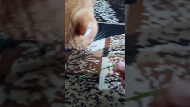 так вот новый участник это Тася та самая кошка под вопросом смотреть онлайн