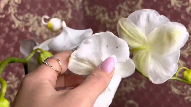 Белая орхидея бабочка ? или…. Нет?? смотреть онлайн