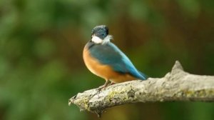 Учим птиц, развивающие мультики,видео для детей экзотические птицы и их голос