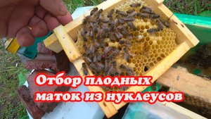 ТОНКОСТИ ОТБОРА ПЛОДНЫХ МАТОК В НУКЛЕУСНОМ ПАРКЕ.