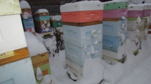ответы на вопросы - Игорь, как часто ты зимой, прочищаешь летки в ульях от снега в момент зимовки