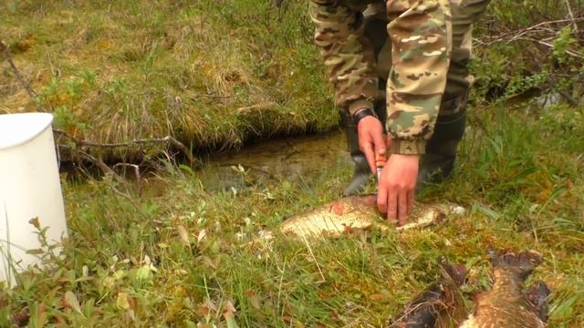 ВТОРОЙ ДЕНЬ НА ОЗЕРЕ. ЛОВЛЮ ЩУКУ. ПОПАЛ ПОД ЛИВЕНЬ. смотреть онлайн