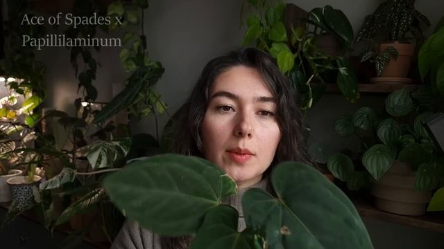 Декоративно-лиственные АНТУРИУМЫ / ОБЗОР моей КОЛЛЕКЦИИ антуриумов смотреть онлайн