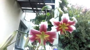 Королевские лилии