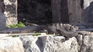 Tulum Maya  Archaeological Site