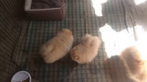 Выбор щенка померанского шпица