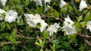 RHODODENDRON 'APRIL SNOW'