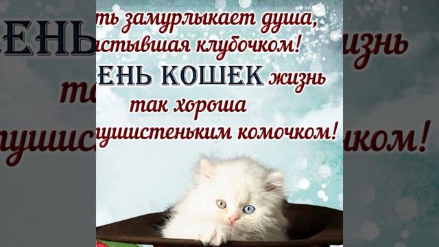С началом весны, всех 🌺День кошек)))