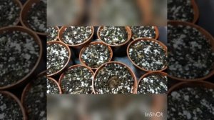 Посадка клубней глоксинии