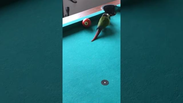 Murphy the pool shark 2