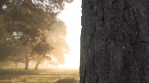 Посадите дома репчатый лук. | Тайна Жрицы |