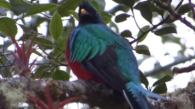 Resplendent quetzal singing смотреть онлайн