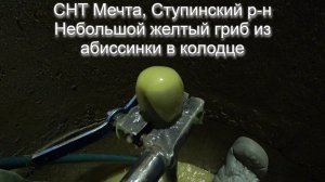 Ступинский район СНТ Мечта с желтым грибочком из абиссинки в колодце!