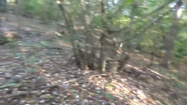 Впервые нашли грибы! / Готовим грибы для заморозки смотреть онлайн