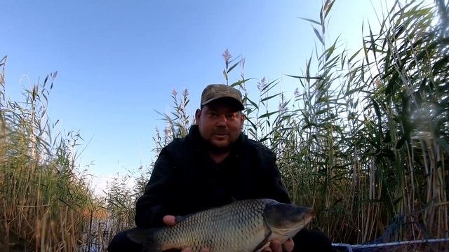 САЗАНЫ МАШИНЫ ЛОМАЮТ УДОЧКИ!!! Рыбалка на карпа Карп на боковой кивок смотреть онлайн