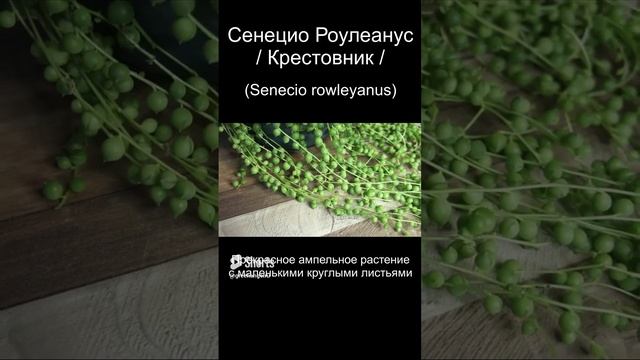 Растение «Нитка жемчуга» или Сенецио Роулеанус / Крестовник #Shorts