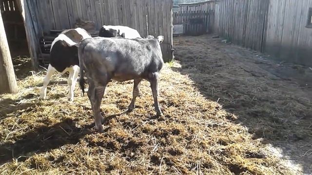 Телята!Немного о кормлении!Мои выводы! смотреть онлайн