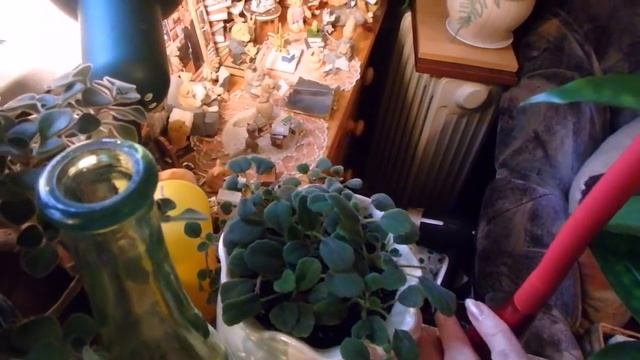 комнатные растения в ноябре ( 2020 год ) смотреть онлайн