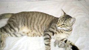 Почему кота обязательно нужно кастрировать