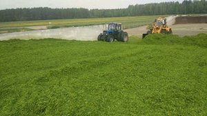 Закладка силоса из озимой сурепицы